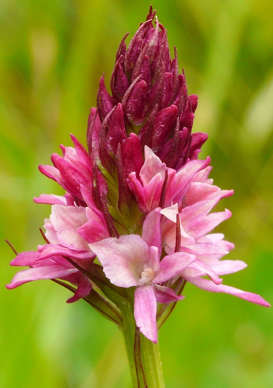 Nigritella, Dactylorhiza perverseemaltempo! Dolomiti luglio 2014.